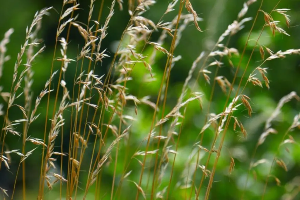 Les Experts du Jardinage vous dévoilent leurs Secrets Inédits – Ne ratez pas cette Révélation !